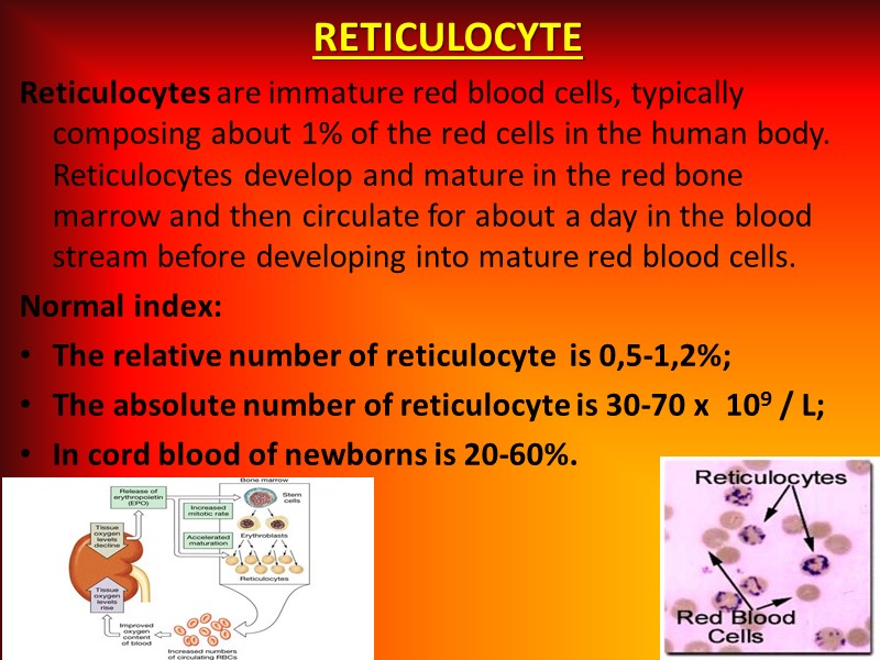 RETICULOCYTE  Reticulocytes are immature red blood cells, typically composing about 1% of the